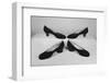 Ferragamo Shoes-David Lees-Framed Photographic Print