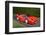 Ferrari F50 1996-Simon Clay-Framed Photographic Print