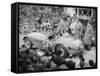 Ferrari of Giannino Marzotto, Mille Miglia, Italy, 1953-null-Framed Stretched Canvas