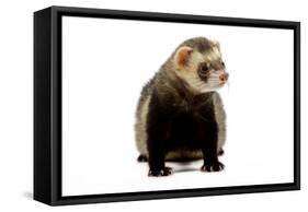 Ferret in Studio-null-Framed Stretched Canvas