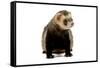Ferret in Studio-null-Framed Stretched Canvas