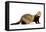 Ferret in Studio-null-Framed Stretched Canvas