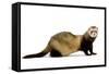 Ferret in Studio-null-Framed Stretched Canvas