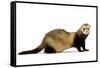 Ferret in Studio-null-Framed Stretched Canvas