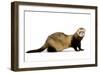 Ferret in Studio-null-Framed Premium Photographic Print