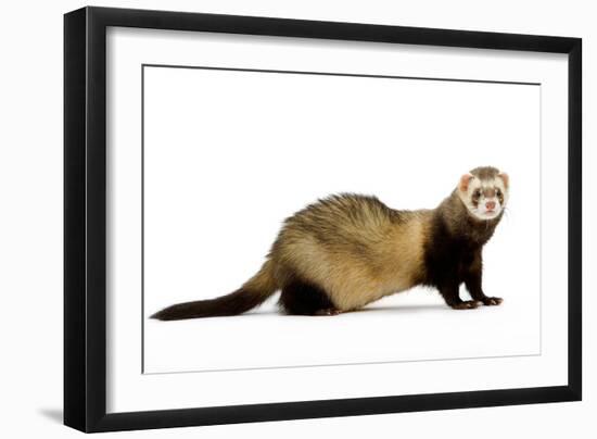 Ferret in Studio-null-Framed Premium Photographic Print