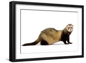 Ferret in Studio-null-Framed Premium Photographic Print