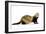 Ferret in Studio-null-Framed Premium Photographic Print