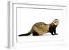 Ferret in Studio-null-Framed Premium Photographic Print