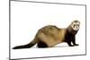 Ferret in Studio-null-Mounted Premium Photographic Print