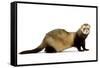 Ferret in Studio-null-Framed Stretched Canvas