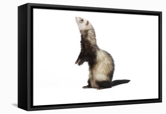 Ferret in Studio-null-Framed Stretched Canvas