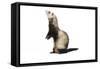 Ferret in Studio-null-Framed Stretched Canvas