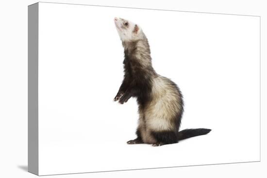 Ferret in Studio-null-Stretched Canvas