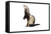 Ferret in Studio-null-Framed Stretched Canvas