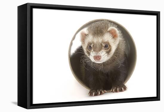 Ferret in Studio-null-Framed Stretched Canvas