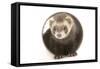 Ferret in Studio-null-Framed Stretched Canvas