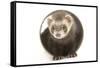 Ferret in Studio-null-Framed Stretched Canvas