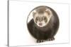 Ferret in Studio-null-Stretched Canvas