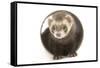 Ferret in Studio-null-Framed Stretched Canvas