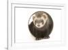 Ferret in Studio-null-Framed Photographic Print