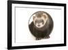 Ferret in Studio-null-Framed Photographic Print