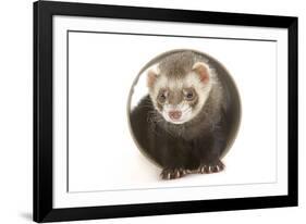 Ferret in Studio-null-Framed Photographic Print