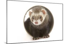 Ferret in Studio-null-Mounted Photographic Print