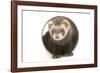 Ferret in Studio-null-Framed Photographic Print