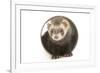 Ferret in Studio-null-Framed Photographic Print