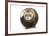 Ferret in Studio-null-Framed Photographic Print