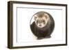 Ferret in Studio-null-Framed Photographic Print