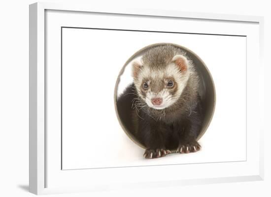 Ferret in Studio-null-Framed Photographic Print