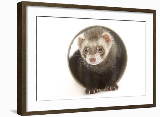 Ferret in Studio-null-Framed Photographic Print