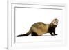 Ferret in Studio-null-Framed Photographic Print