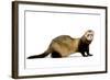 Ferret in Studio-null-Framed Photographic Print