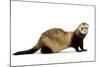 Ferret in Studio-null-Mounted Photographic Print