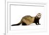 Ferret in Studio-null-Framed Photographic Print