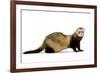 Ferret in Studio-null-Framed Photographic Print