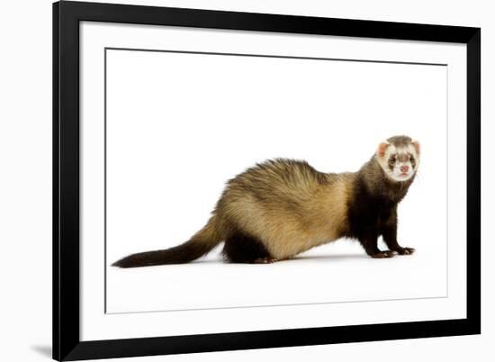 Ferret in Studio-null-Framed Photographic Print