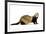 Ferret in Studio-null-Framed Photographic Print