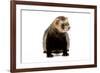 Ferret in Studio-null-Framed Photographic Print