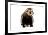 Ferret in Studio-null-Framed Photographic Print