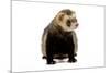 Ferret in Studio-null-Mounted Photographic Print