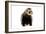 Ferret in Studio-null-Framed Photographic Print