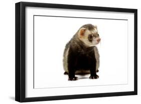 Ferret in Studio-null-Framed Photographic Print