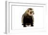 Ferret in Studio-null-Framed Photographic Print