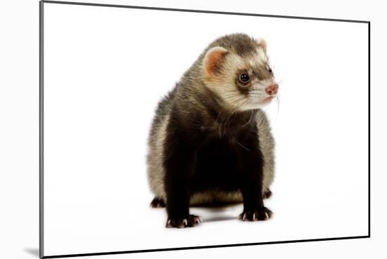 Ferret in Studio-null-Mounted Photographic Print