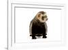 Ferret in Studio-null-Framed Photographic Print