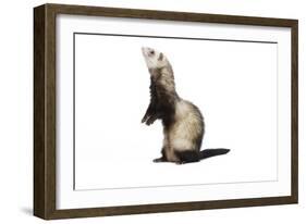 Ferret in Studio-null-Framed Photographic Print